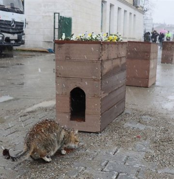 Yalova Belediyesi, onarımını yaptığı köprüden çıkan malzemelerden sokak kedileri için yuva yaptı