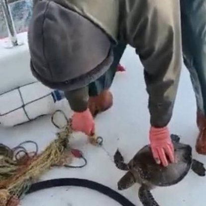 Bodrum'da ağa takılan deniz kaplumbağası denize bırakıldı