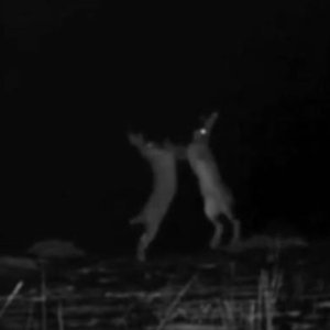 Kavgacı tavşanlar fotokapana böyle yansıdı