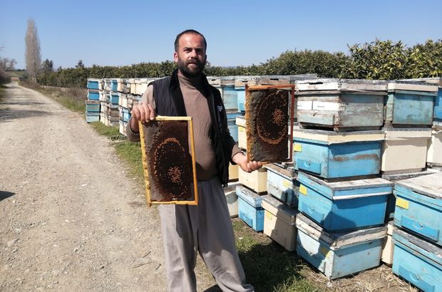 Adana'da korkutan arı ölümleri!