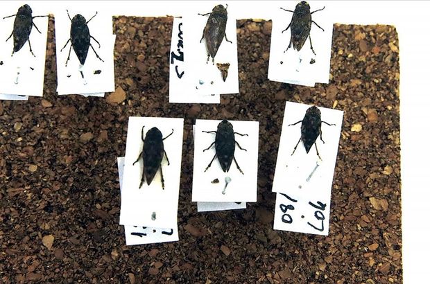 Sinop'ta iki böcek türü keşfedildi