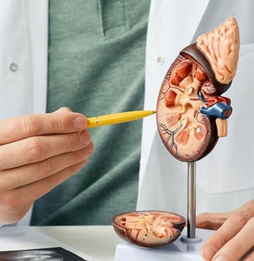 Bilim insanları, böbrek hastalığı olan kişilerde kanser görülme riskinin daha yüksek olduğunu tespit etti