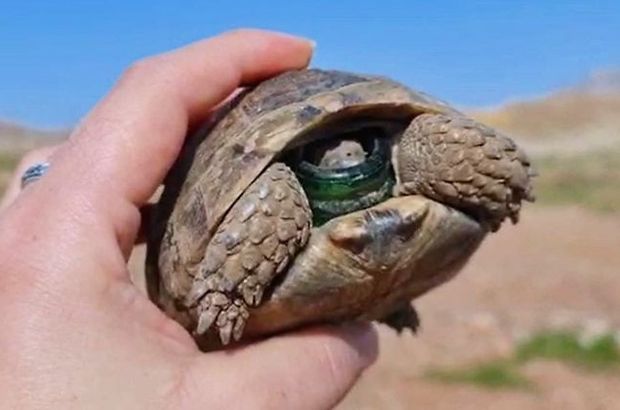 Şişeye başı sıkışan kaplumbağayı böyle kurtardı