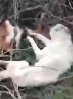 Sakarya'da vicdanları sızlatan olay!