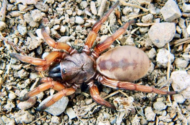 'Tuzakçı örümcek' Eskişehir'de keşfedildi