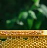 Propolis, arılar tarafından bitkilerde ya da ağaçlardan toplanan kıvamsı, yumuşak ve kahverengi görünüşe sahip bir besindir. Günümüzde oldukça popüler olan propolis besini vücudu olumsuz dış etkenlerden korumak için de oldukça etkilidir. İnsan sağlığı için faydalı olan bu besin arıların da kovanlarındaki çatları kapatmak için kullandıkları bir malzemedir. Bilimsel araştırmalarda yüzde 45’ reçine olan propolisin yüzde 30’u balmumu ile fenolik bileşiklerden oluşurken yüzde 5’i ise vitaminlerden meydana gelir. 