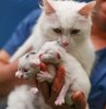 Kendine has özellikleriyle birçok bilimsel araştırmaya konu olan Van kedilerinin tüy yapısı, yavruların saf ırk olup olmadığını da gösteriyor