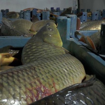 Kayseri'de kaçak avlanılan 1,5 ton balık ele geçirildi