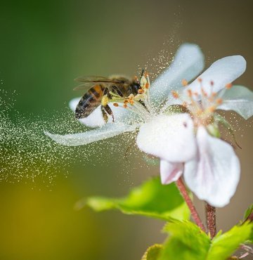 Polen arının en değerli salgılarından biridir. Polenin içeriğindeki mucizevi mineral ve vitaminler saymakla bitmez. Doğal olarak arılar tarafından üretildiği ve farklı bir şekilde elde edilemediği için arı poleni aynı zamanda çok değerlidir. Polen tüketimi doktorlar tarafından bile tavsiye edilmektedir.