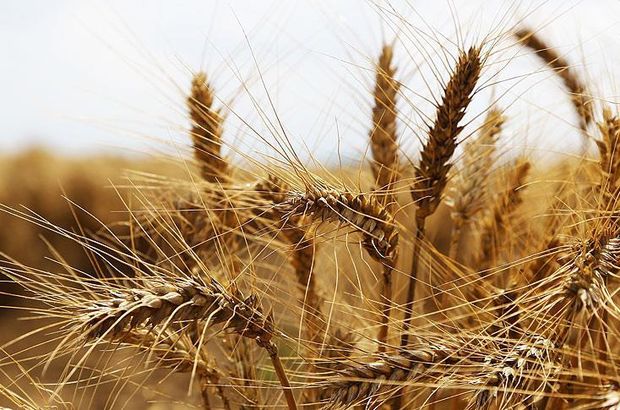 Bakanlıktan Hindistan'dan buğday ithal edildiği iddialarına yanıt