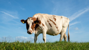 Hollanda'da çayırda otlayan ineklerin çevreye zarar verip vermediği incelenecek