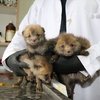 Öksüz kalan 4 tilki yavrusu korumaya alındı