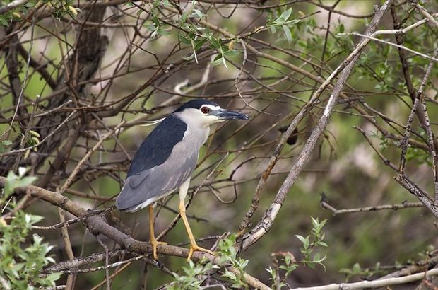 Sultan Sazlığı ve Aladağlar Milli Parkı'nda 139 kuş türü sayıldı