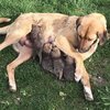 Anneleri ölen tilki yavrularına köpek süt annelik yaptı