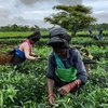 Hindistan'daki çay işçileri neden mantar zehirlenmesi sonucu ölüyor?