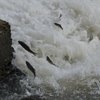 Kars’ta balıkların "ölüm" göçü başladı