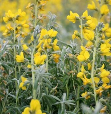 Eber Gölü çevresinde yetişen endemik bir tür olan Eber sarısı çiçeğine zarar verenlere 109 bin 593 lira ceza uygulanacak