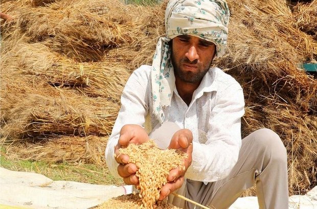 Buğday: Hindistan'ın ihracat yasağı dünyayı nasıl etkiledi?