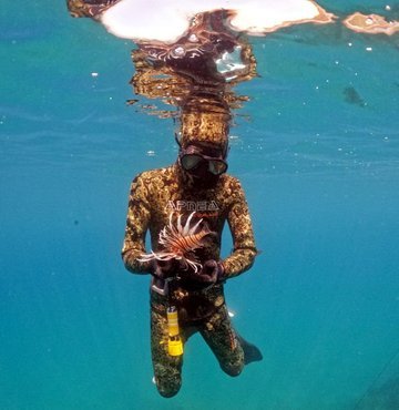 Alanya ilçesinde dalış yapan Samet Alabacak, başta aslan balığı olmak üzere, balon balığı ve zehirli deniz kestaneleri avlayarak su altı ekosisteminin gönüllü bekçiliğini yapıyor