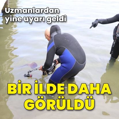 İstanbul'da görülen Pusula Denizanası şimdi de Yalova'da görüldü - Güncel Haberler