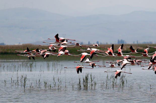 Su seviyesi yükselen Sultan Sazlığı göçmen kuşları ağırlıyor