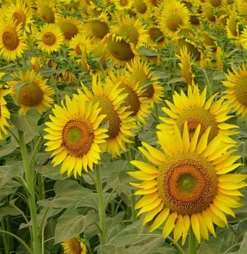 Osmaniye’de çiçek açan ayçiçeği tarlaları, sarı ve yeşil tonlara büründü. Ortaya çıkan masalsı manzaralar havadan görüntülendi