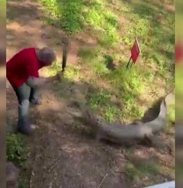 Avustralya’nın kuzeyindeki Goat Adası’ndaki bir gece kulübünün sahibi, kulübün bahçesine giren timsahı tavayla kovaladı