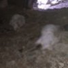Van'da yıldırım faciası: Onlarca koyun öldü