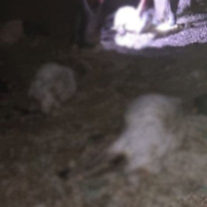 Van'da yıldırım faciası: 1 çoban yaralandı, 63 koyun öldü