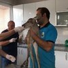 Bursa'da yaralı bulunan ceylan yavrusuna tedavi