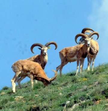 Kırşehir´de geçen yıl yeni yaşam alanlarına yerleştirilen nesli tükenme tehlikesiyle karşı karşıya kalan Anadolu yaban koyunlarının görüntüleri araziye kurulan fotokapanlara yansıdı