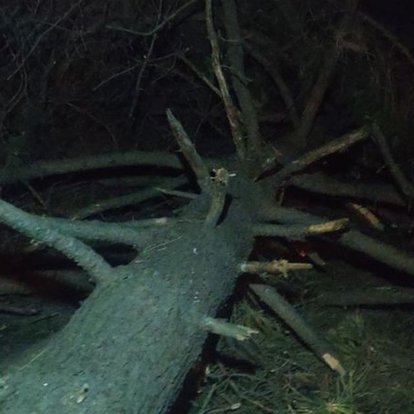 8 kişilik ailenin üstüne çam ağacı devrildi
