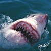 Mısır'da köpekbalığı saldırısı: 1 ölü