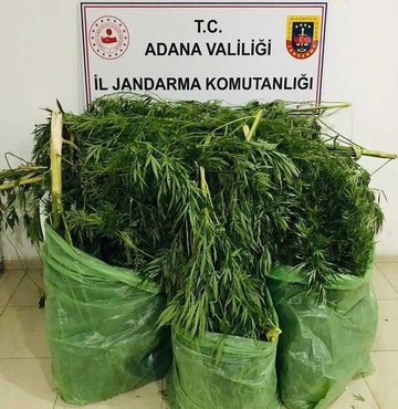 Adana İl Jandarma Komutanlığı ekipleri, aldıkları istihbarat üzerine mısır tarlasında Hint keneviri yetiştiren kişiye yönelik operasyon yaptı. Şüpheli İ.T