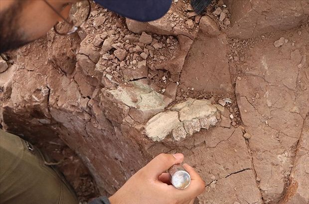 9 milyon yıllık fosil bulunmuştu... Kazılar başladı