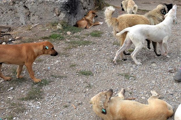 Kütahya'da köpek saldırısı: 4 yaralı