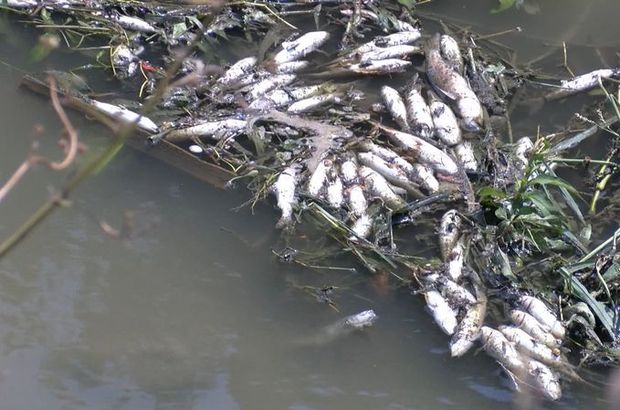 Alibeyköy Deresi'nde toplu balık ölümü!