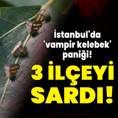İstanbul'da 'vampir kelebek' paniği!