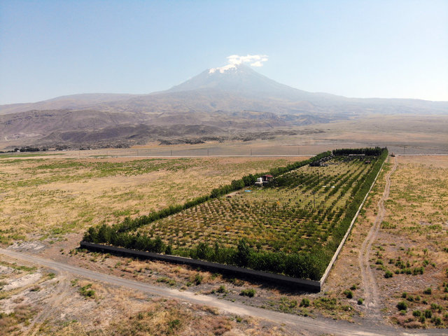 Çorak araziyi meyve bahçesine çevirdi