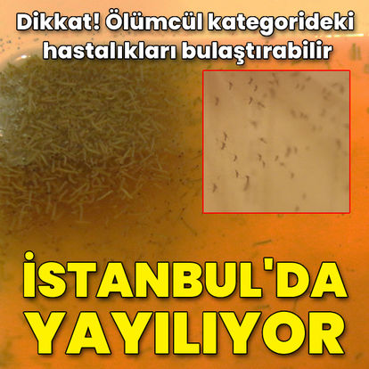 İstanbul'da yayılımı artıyor! Ölümcül kategorideki hastalıkları bulaştırabiliyor