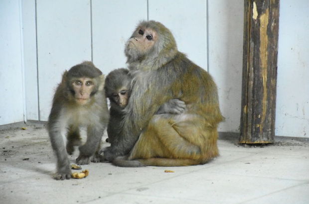 Kaçakçılardan kurtarılan yavru maymunların annesi: Nene