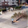 İzmir'de yarım asırlık ağacın kesilmesine tepki