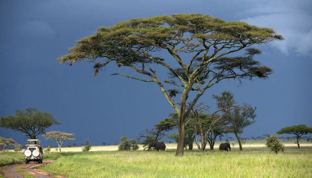 Serengeti ve Kilimanjaro (Tanzanya)