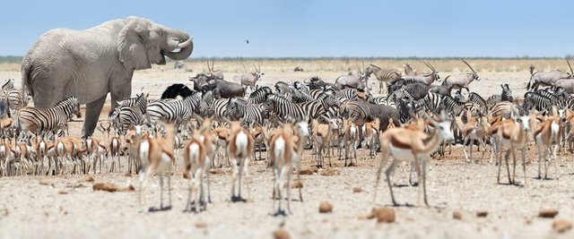 Etosha Milli Parkı (Namibya) 