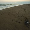 Adana'daki kumsalda kaplumbağalar suyla buluşuyor