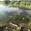 Polonya'nın Oder Nehri'nden 100 ton ölü balık çıkarıldı
