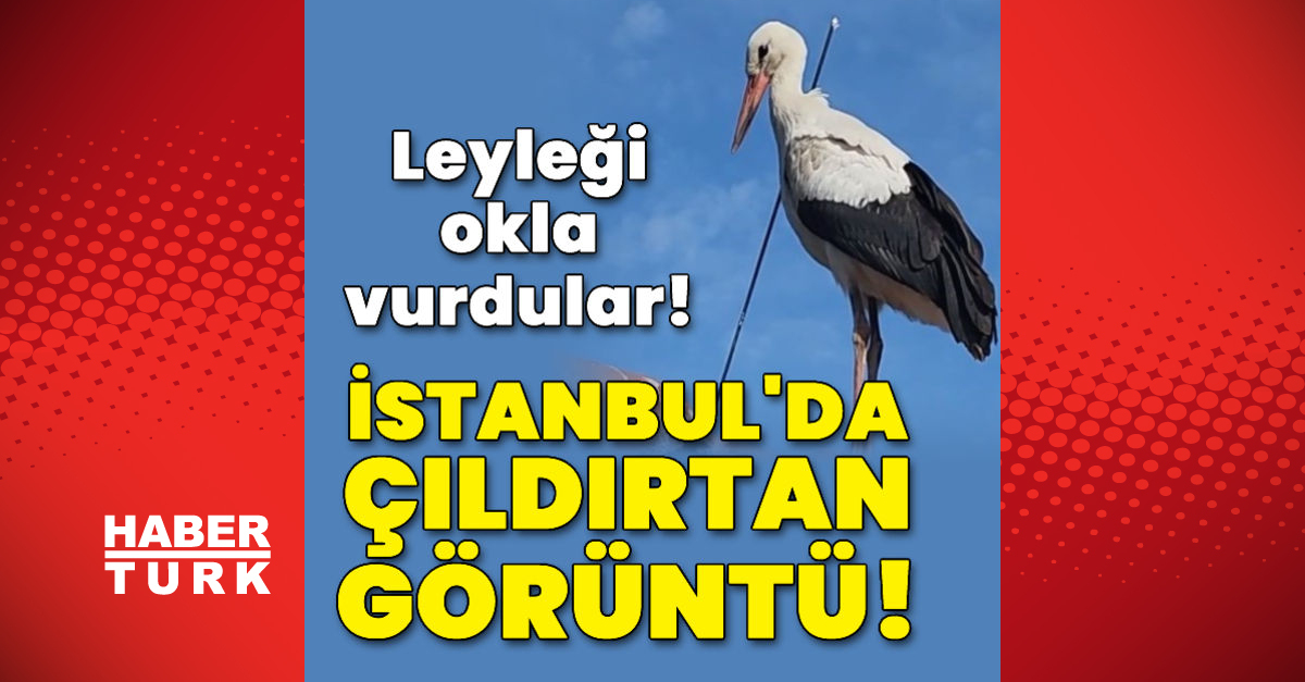 İstanbul’da çıldırtan görüntü! Son dakika: Leyleği okla vurdular