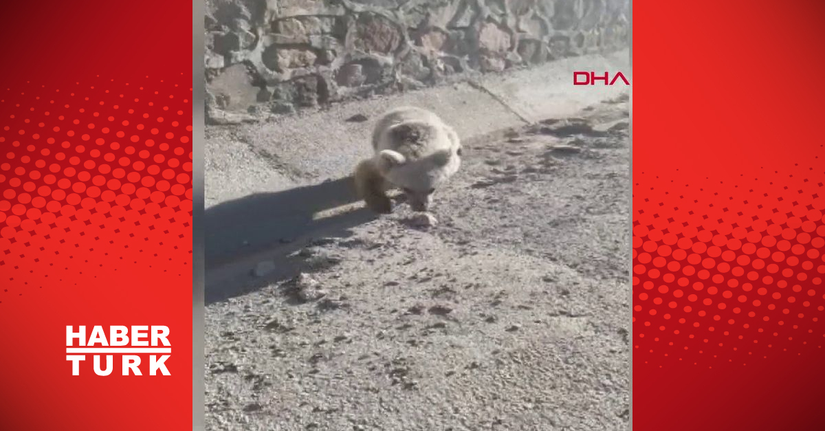 Ölü sandığı ayının saldırısına uğradı