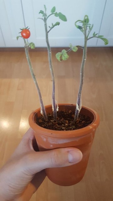 Sebze-meyve yetiştiren amatör çiftçiler sosyal medyayı salladı