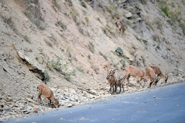 Koruma altındaki yaban keçileri yavrularıyla görüntülendi